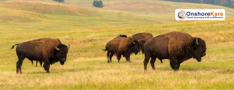 Popular Tourist Attractions In The USA Popular Tourist Attractions In The USA